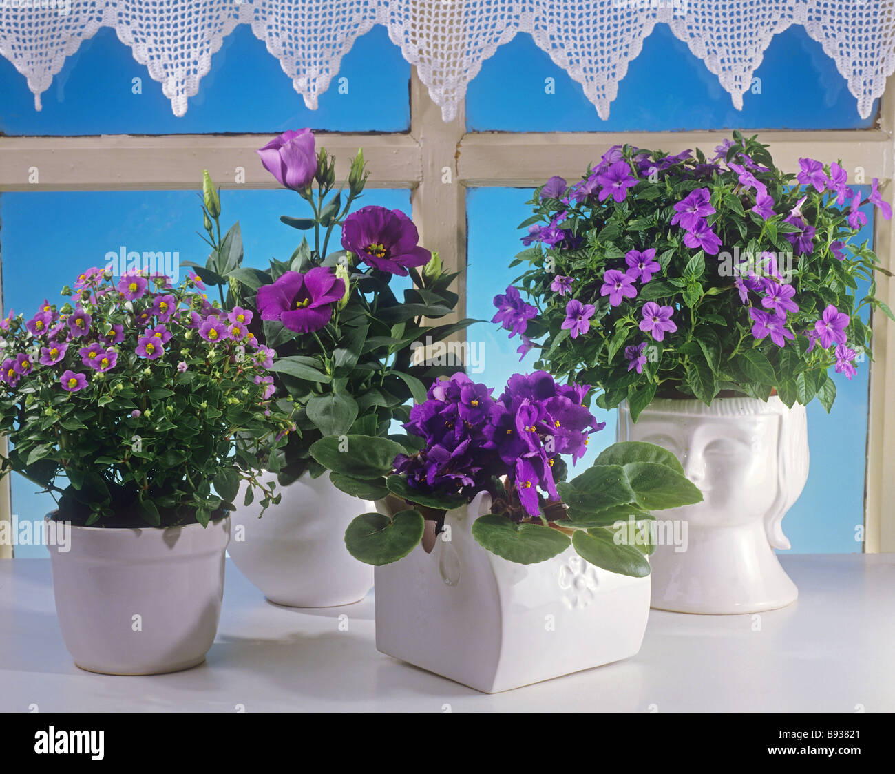 different lilac flowers in pots Stock Photo