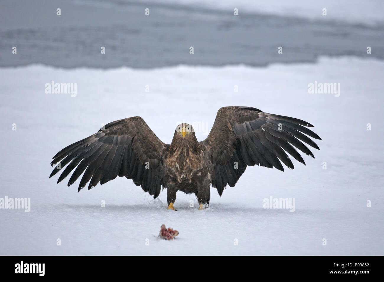 White tailed eagle sea eagle hi-res stock photography and images - Alamy