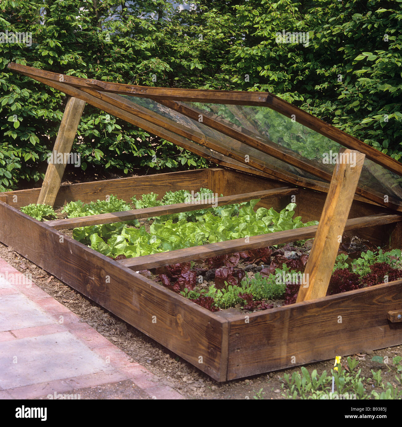 cold frame with different lettuces / Lactuca sativa Stock Photo