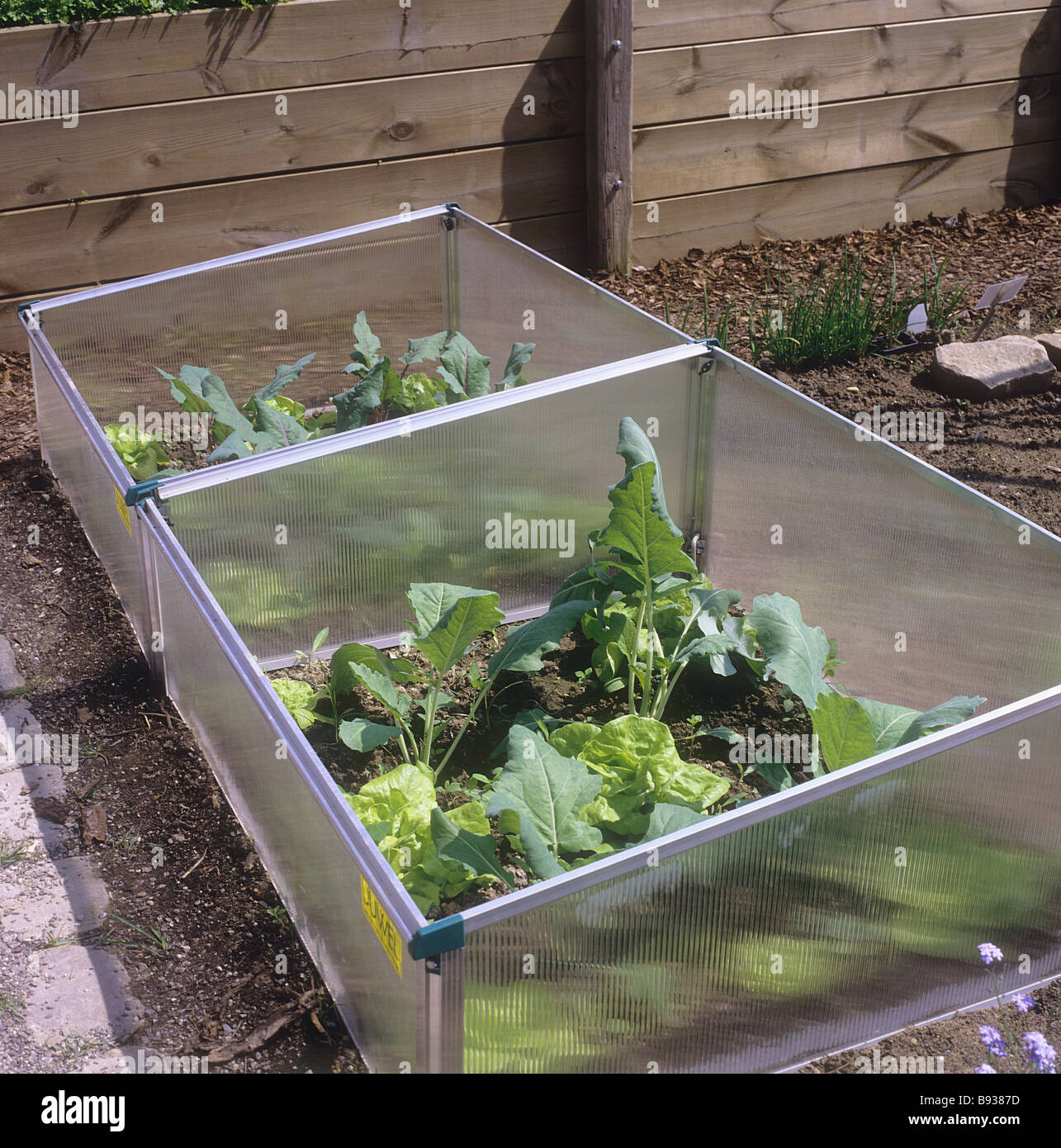 cold frame with lettuces and German Turnip Stock Photo