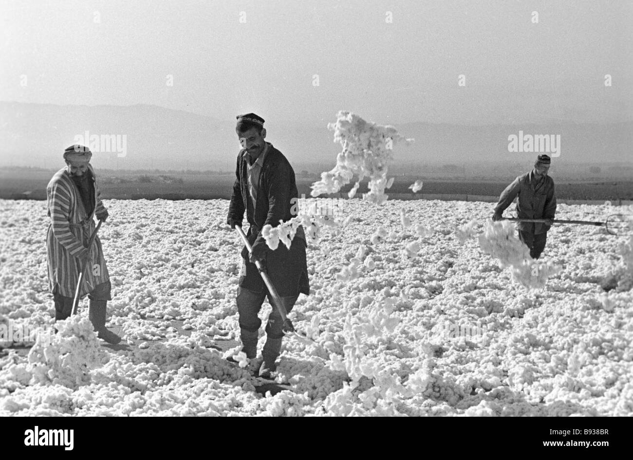 Cotton Field Black and White Stock Photos & Images Alamy
