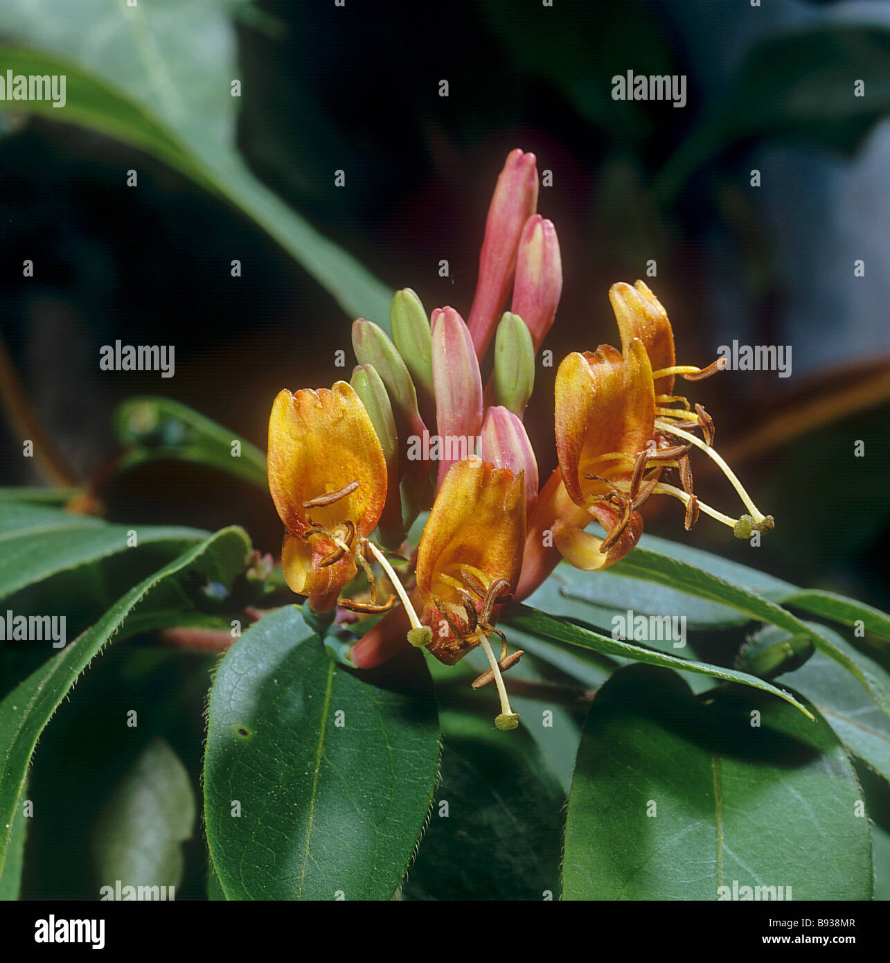 Evergreen Honeysuckle - blossom / Lonicera henryi Stock Photo
