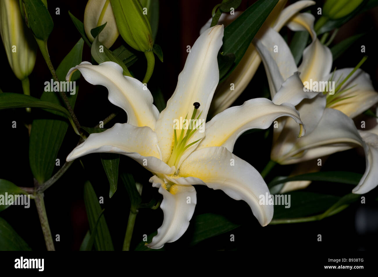 White asian lily hi-res stock photography and images - Alamy
