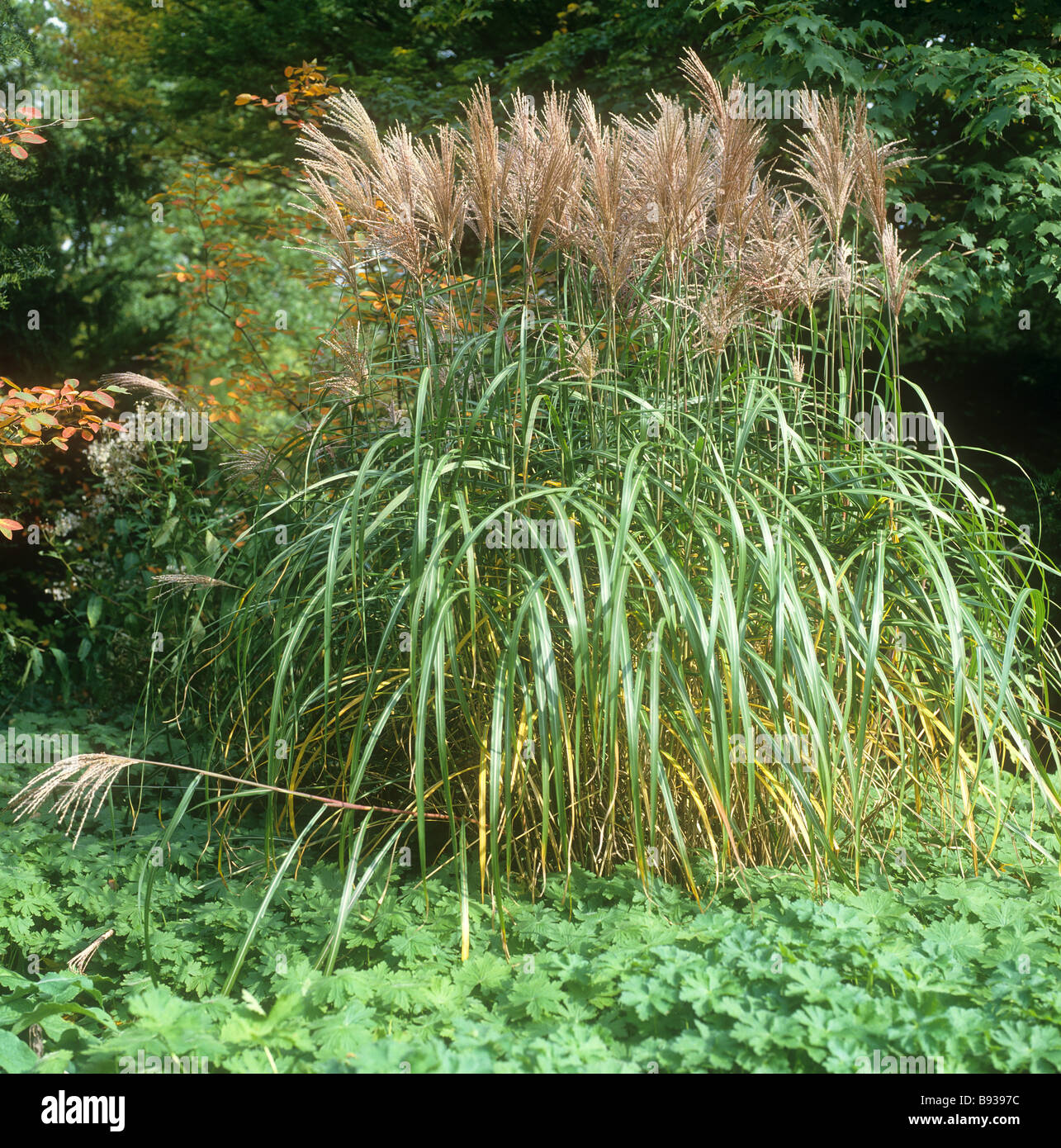 Silver Banner Grass / Miscanthus sacchariflorus Stock Photo