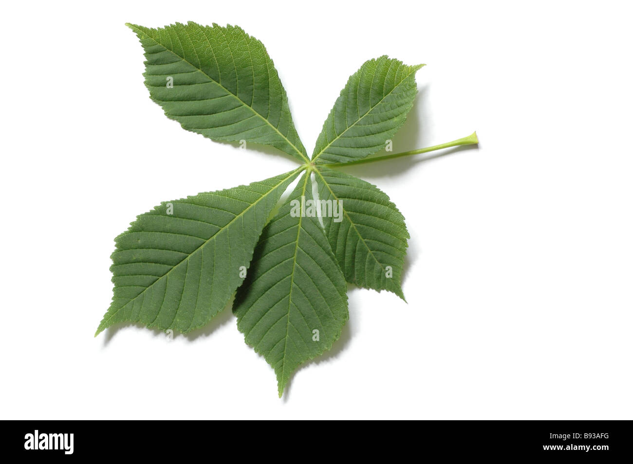 Chestnuts tree leaf Stock Photo