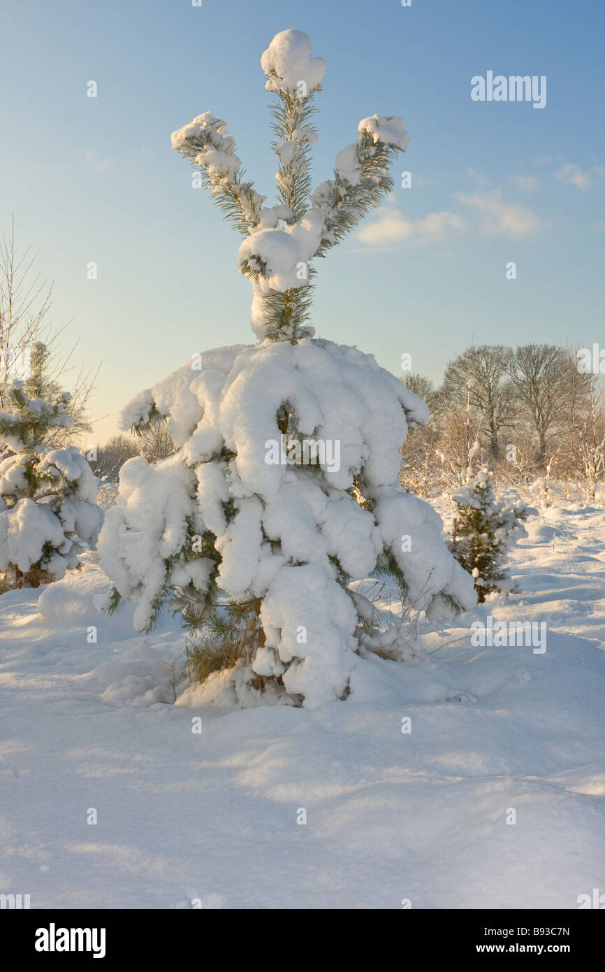 Conifer evergreen tree hi-res stock photography and images - Alamy