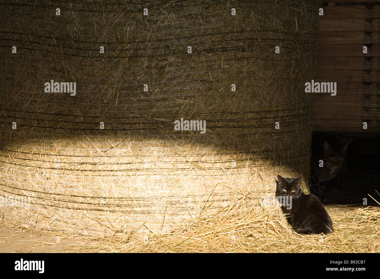 Black kitten in hay barn Stock Photo Alamy