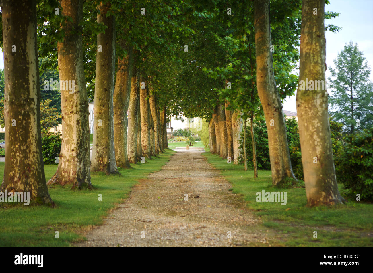 Tree lined path at Grand Barrail Chateau Bordeaux France Stock Photo