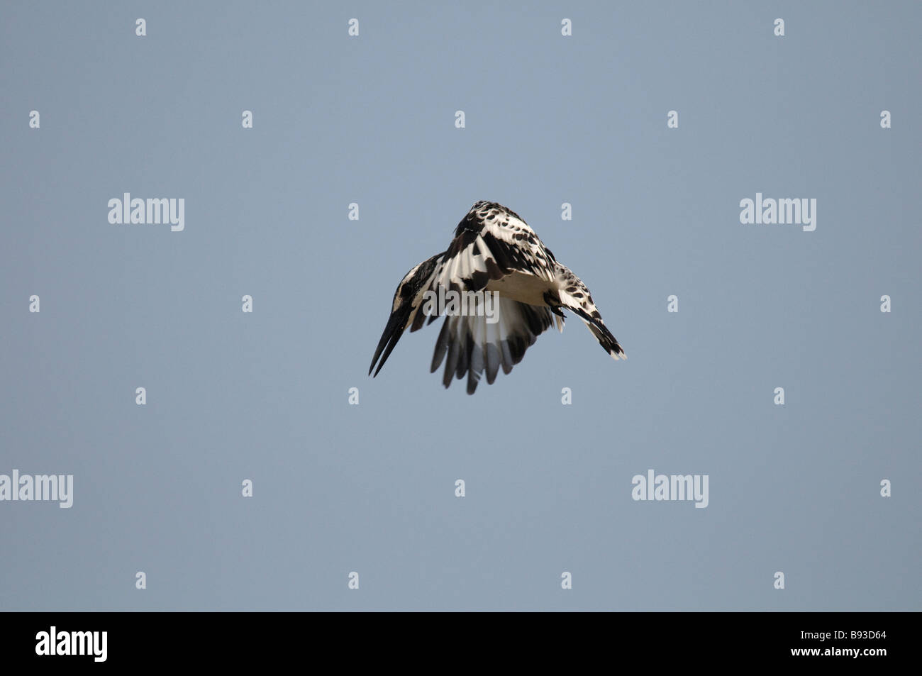 Pied Kingfisher Ceryle rudis hovering in Rajasthan India Stock Photo