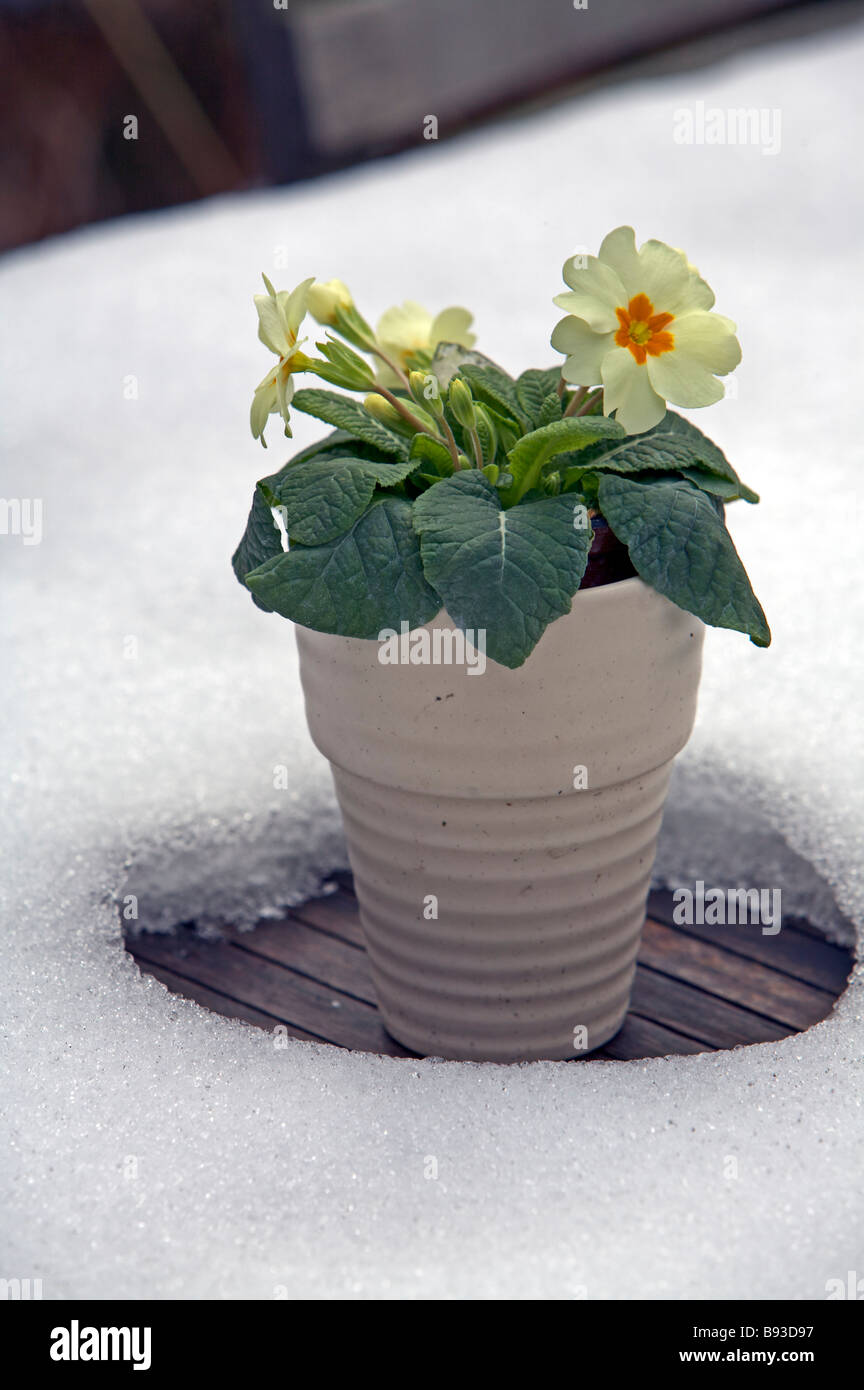 flowering plant during winter Stock Photo Alamy