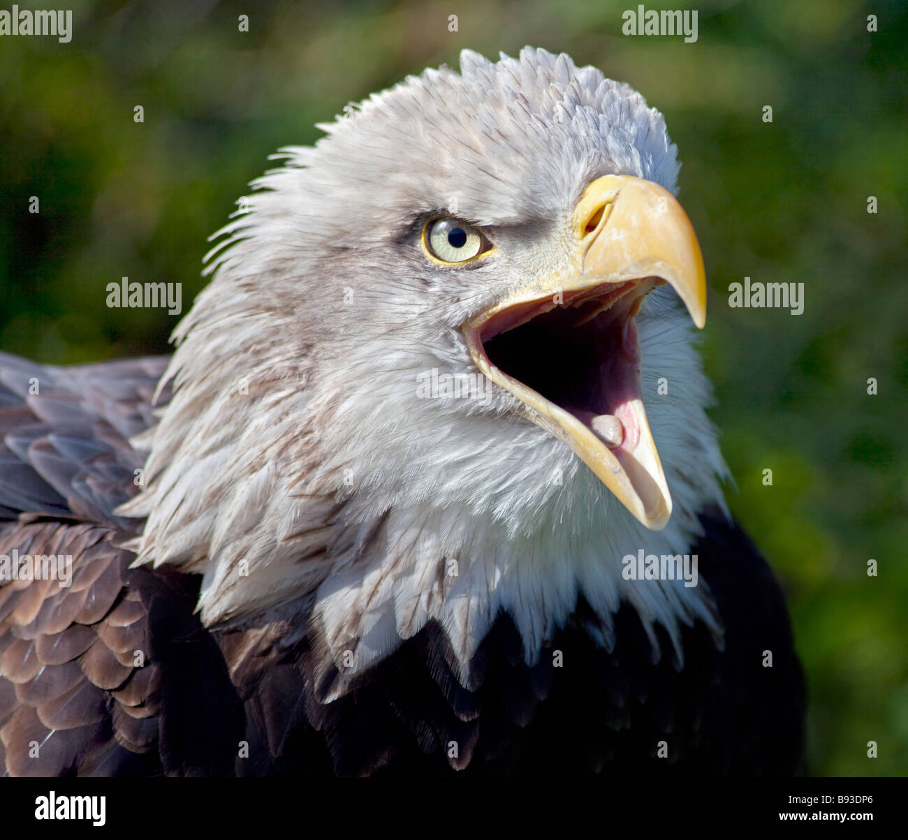 Alaskan Bald Eagle (haliaeetus leucocephalus), UK Stock Photo