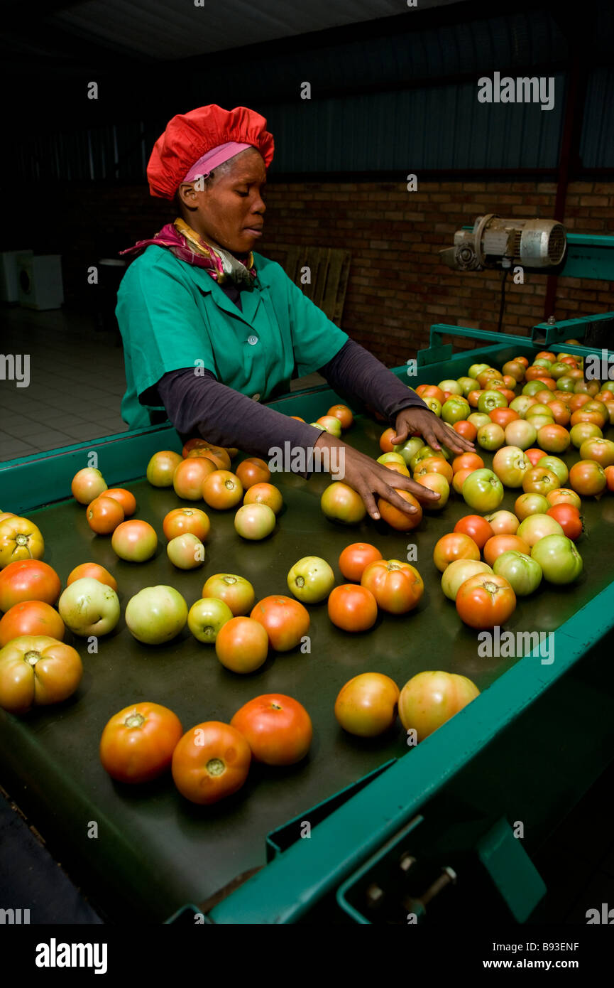 Female worker sorting tomatoes in a fresh produce packing shed Stock Photo 22819707 Alamy