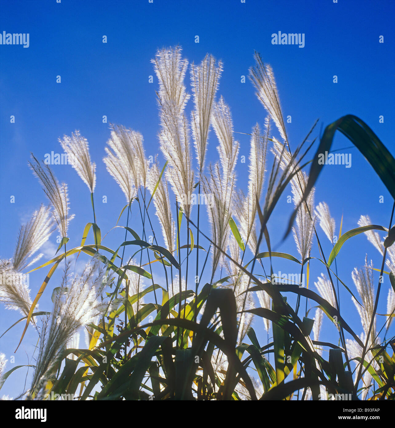 Elephant grass / Miscanthus sinensis Stock Photo - Alamy