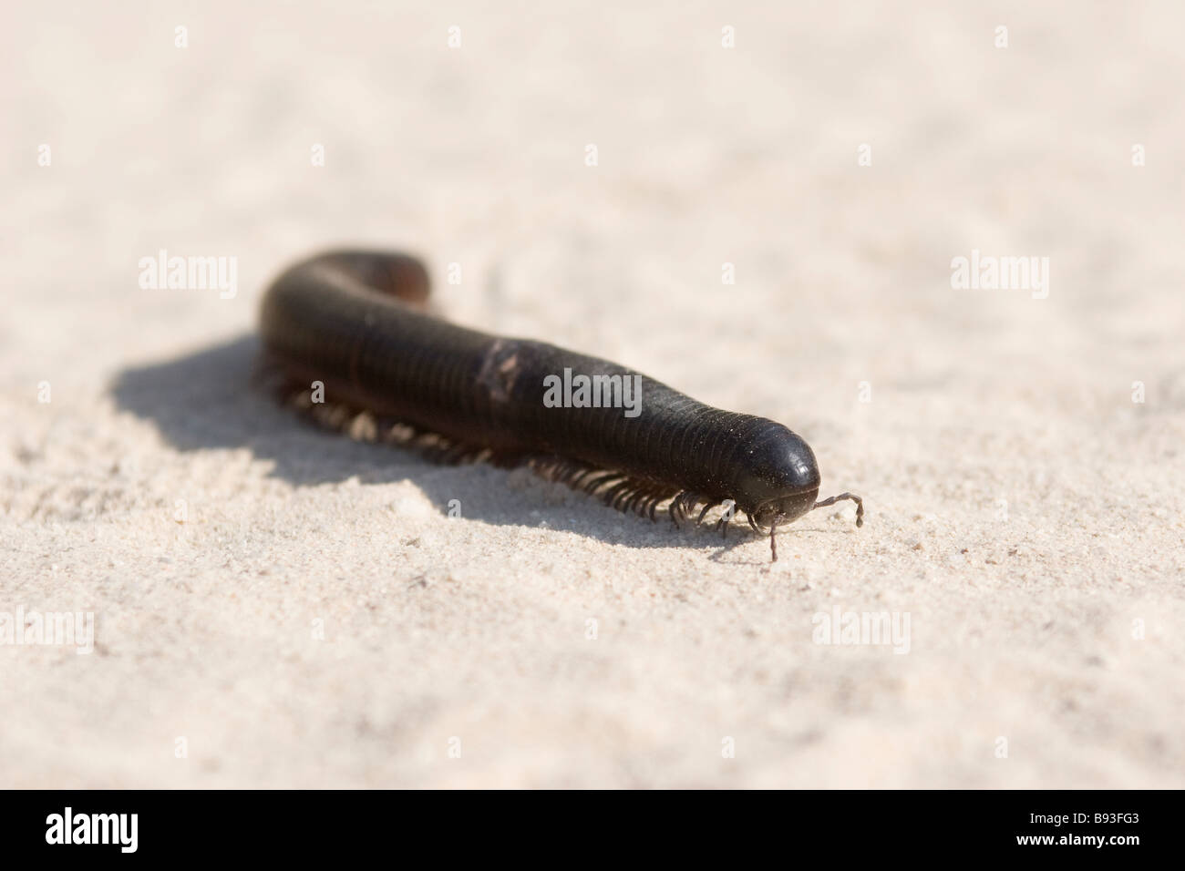 A millipede (arthropod) walks in the Kalahari desert area of the Northern Cape Province of South Africa Stock Photo