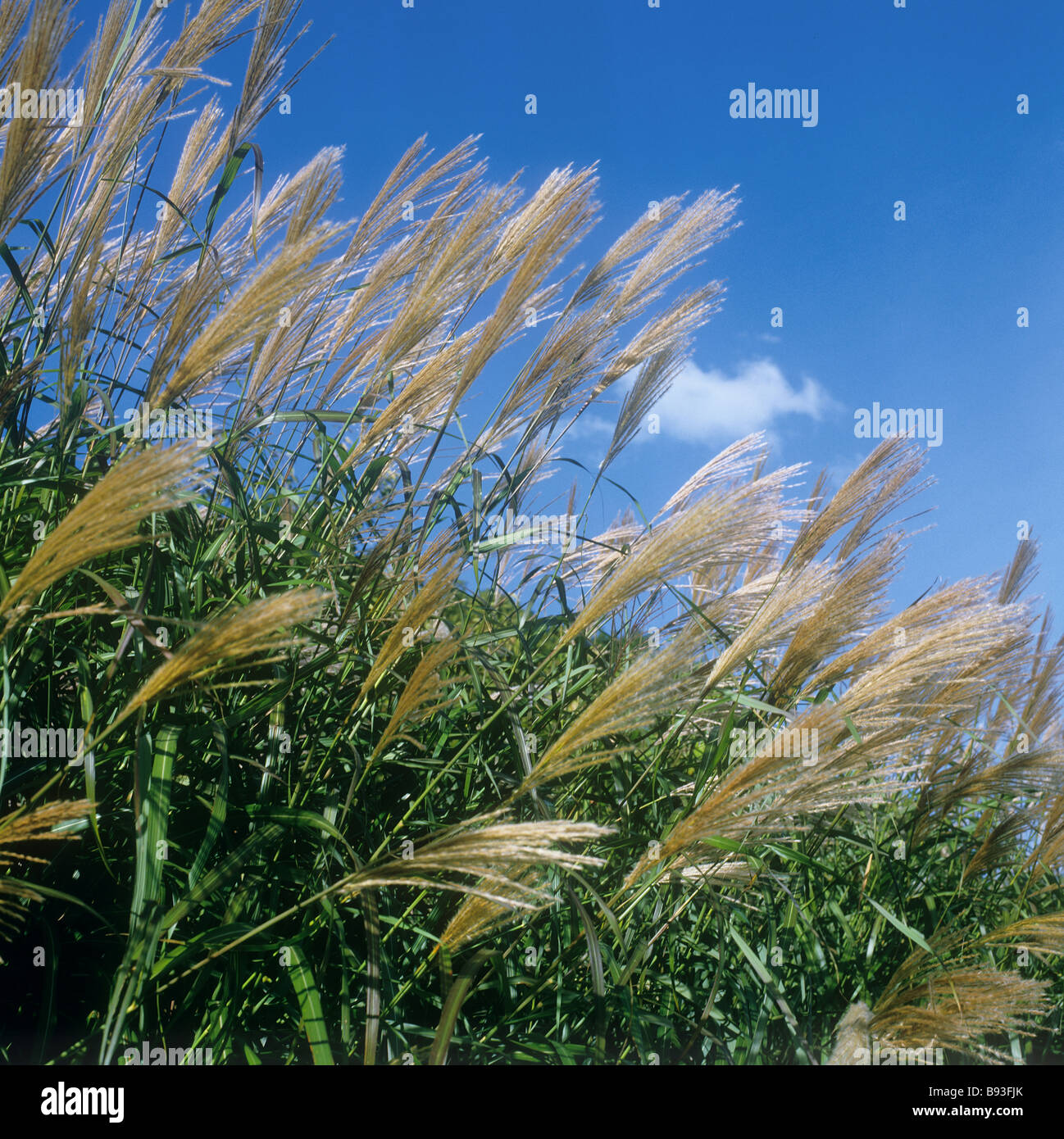 Silver Banner Grass / Miscanthus sacchariflorus Stock Photo