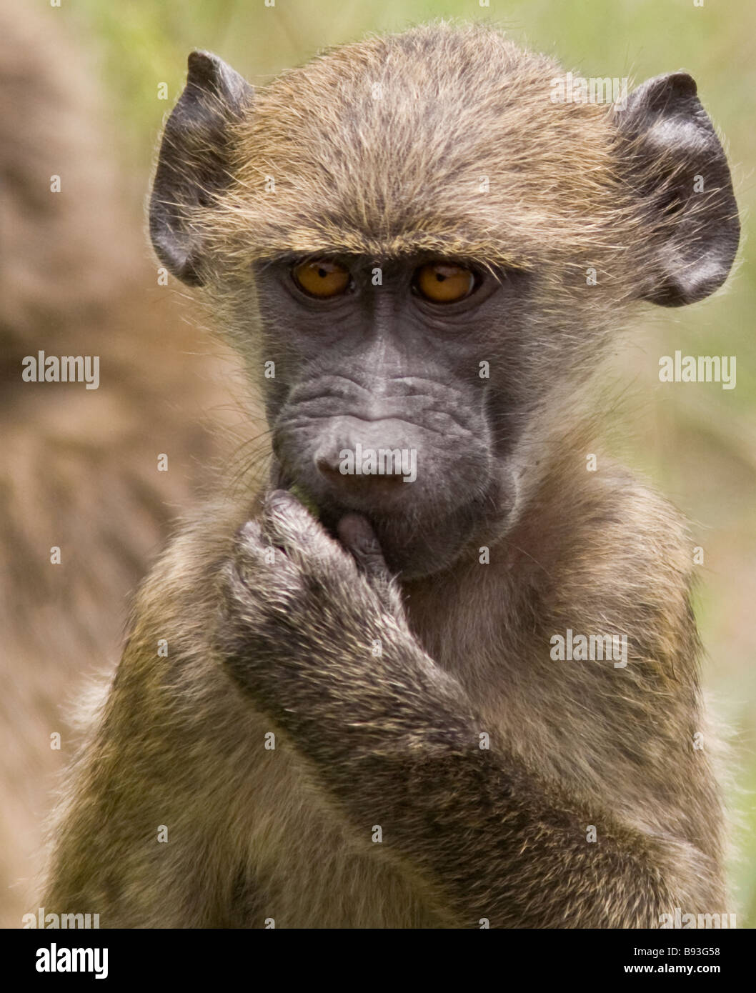 Baboon (Papio) baby face eating. National Kruger Park, South Africa Stock Photo