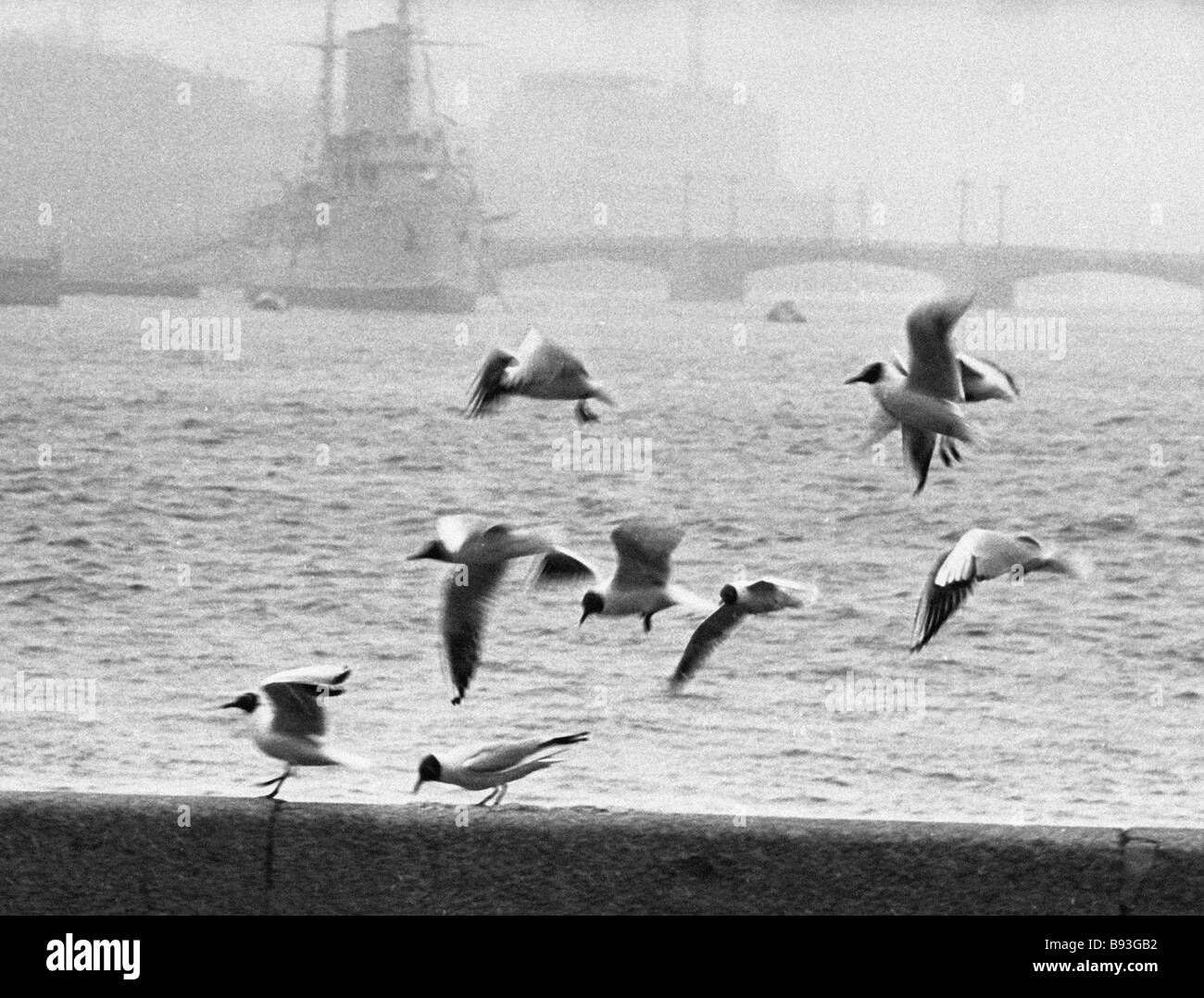 Legendary cruiser Avrora anchored Stock Photo - Alamy