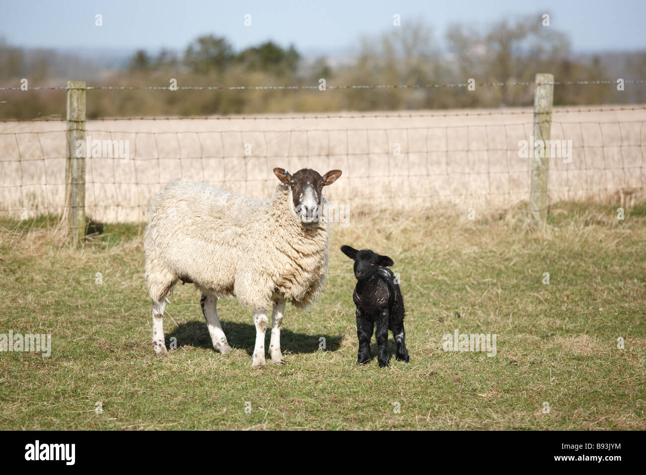 Mother sheep and new born lamb in a field, England, UK Stock Photo - Alamy