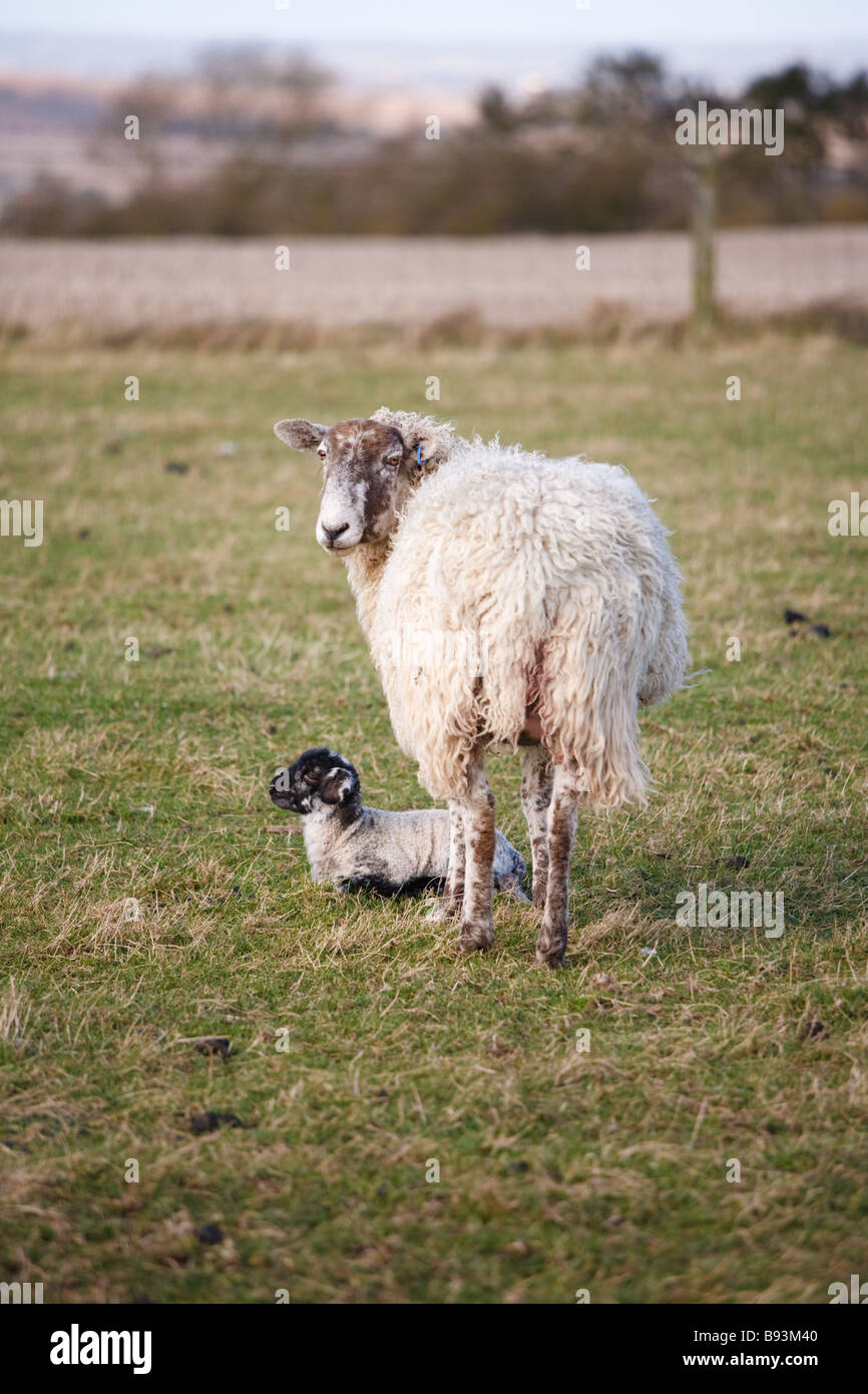 Mother sheep and new born lamb in a field, England, UK Stock Photo - Alamy