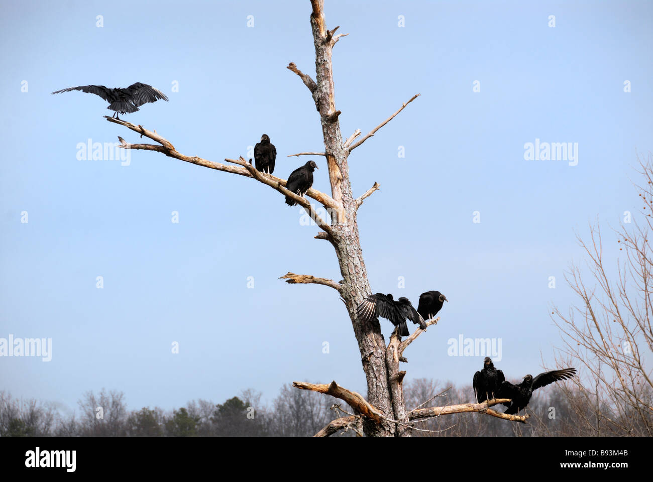 American Black vultures roosting in a dead pine tree North Georgia USA Stock Photo