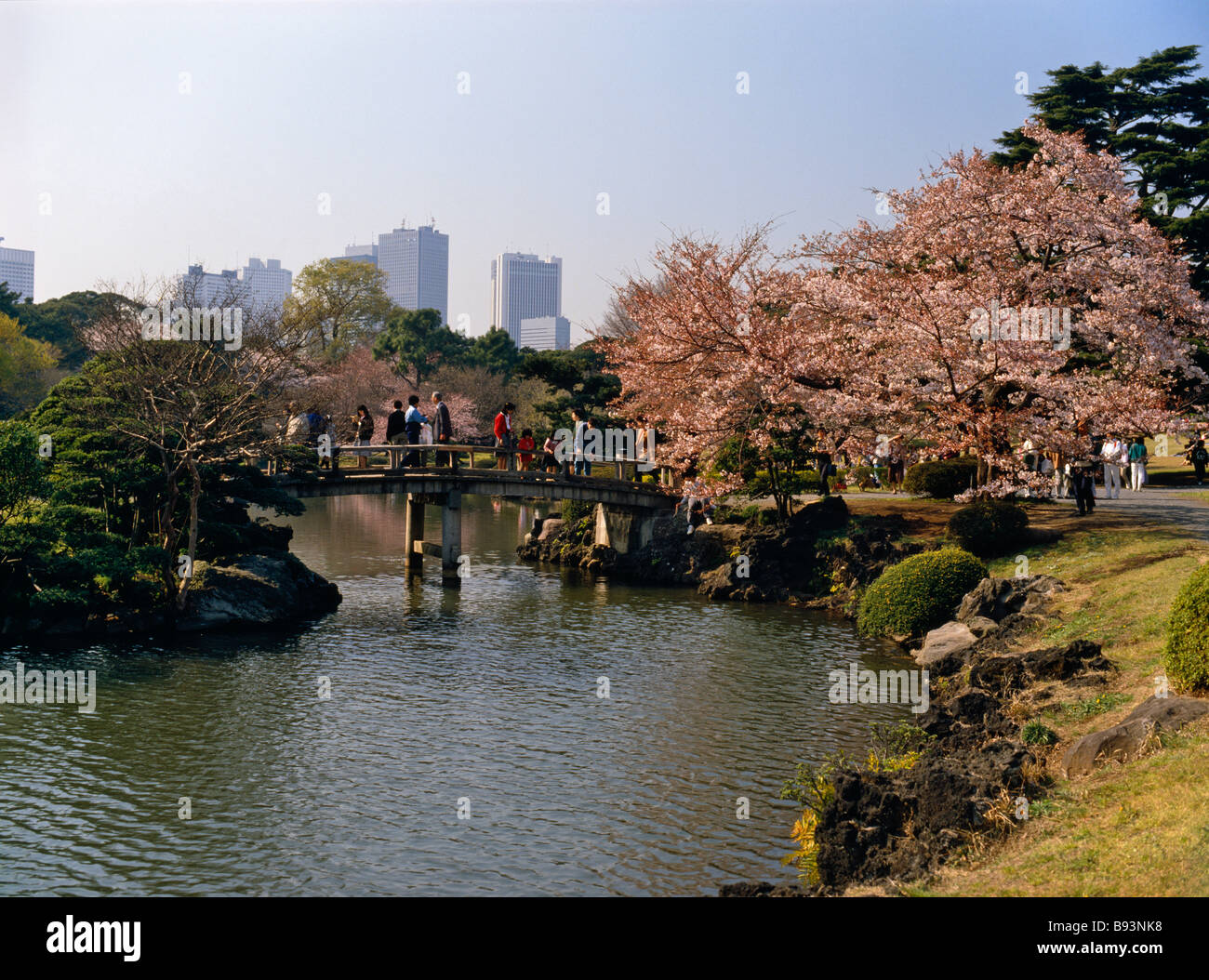 Cherry blossom sakura in Shinjuku Gyoen Park Shinjuku district Tokyo ...