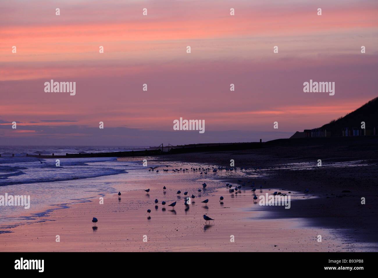 'Cromer sunrise' gulls on the beach at dawn as light tinges the clouds in a pre-dawn pink display. North Norfolk, England. Stock Photo