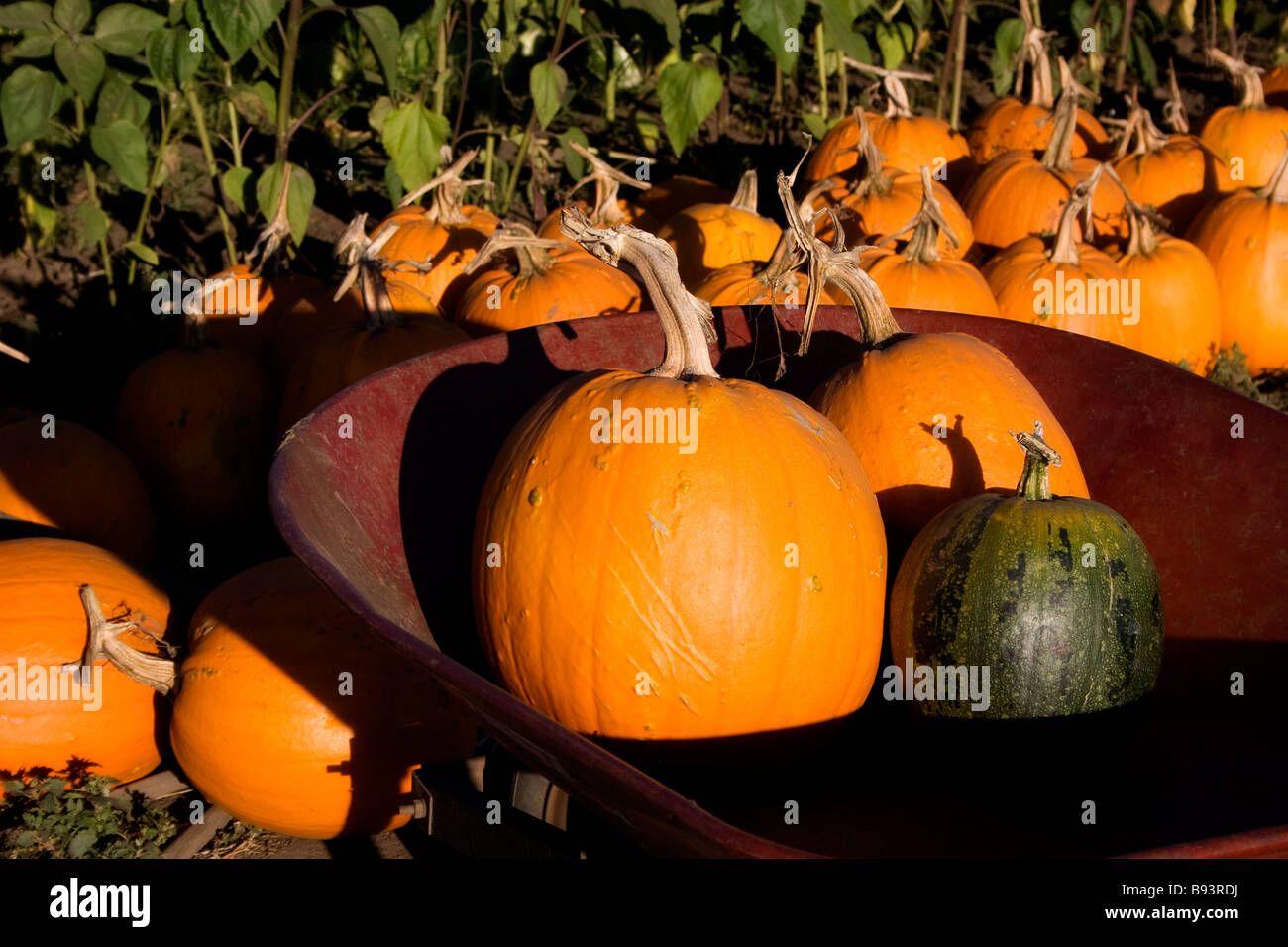 Pumpkins in wheelbarrow in field of pumpkins Stock Photo
