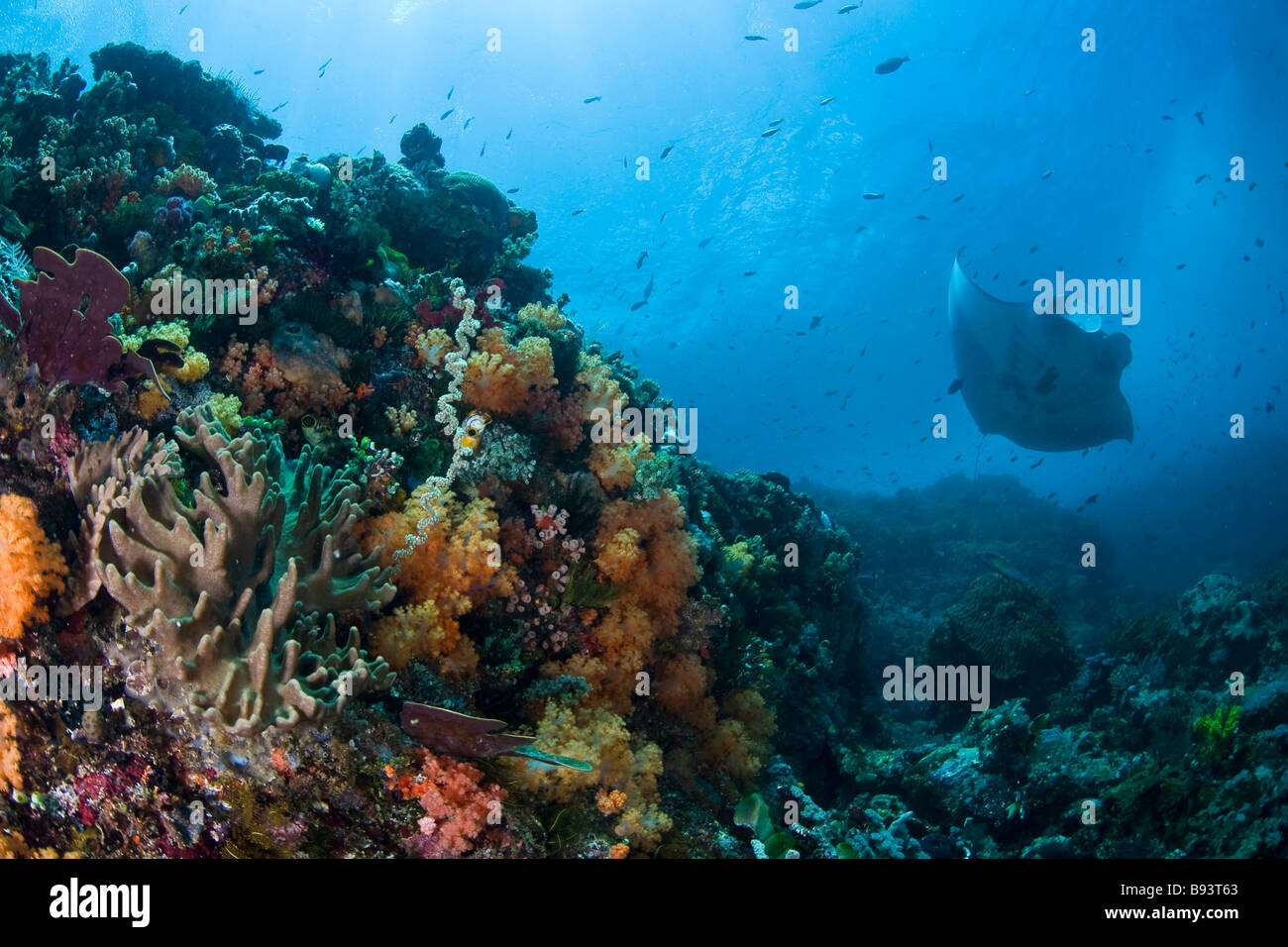 Manta on Coral Reef Manta birostris Komodo Indonesia Stock Photo