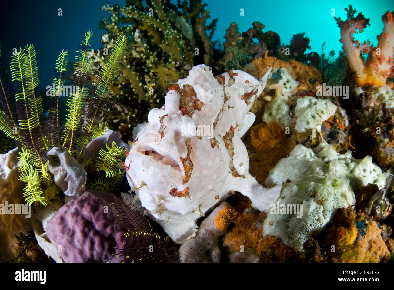 White Dwarty Frogfish Antennarius maculatus Komodo Indonesia Stock Photo