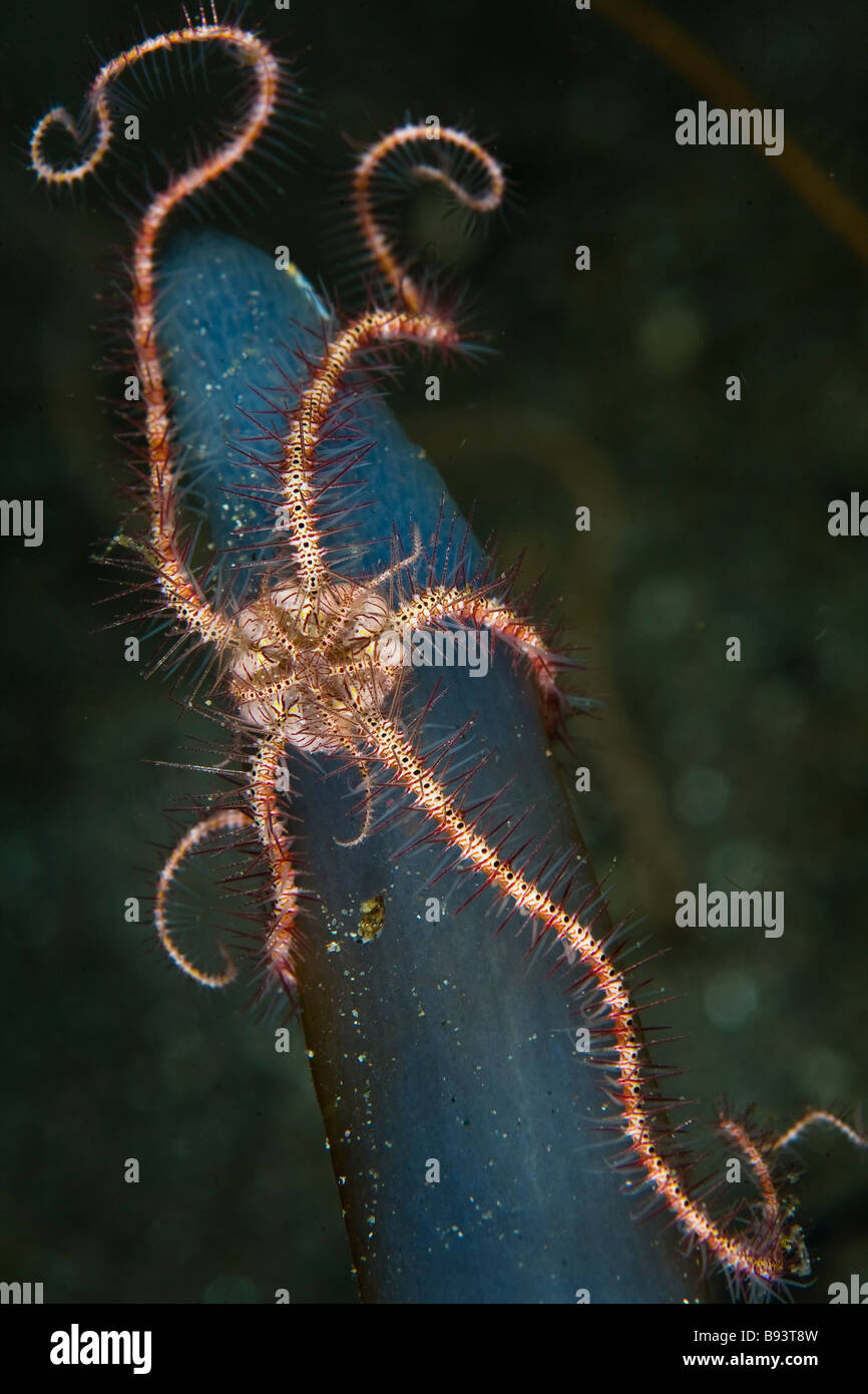 Brittle star on colonial tunicate Ophiothrix spec Neptheis morph blue Komodo Indonesia Stock Photo