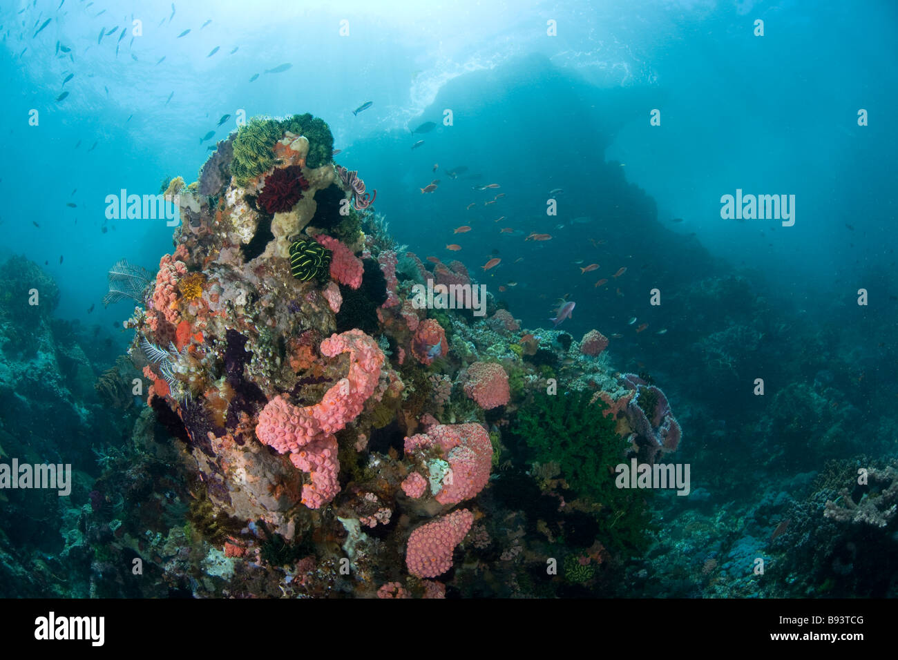 Diverse Coral Reef Komodo Indonesia Stock Photo