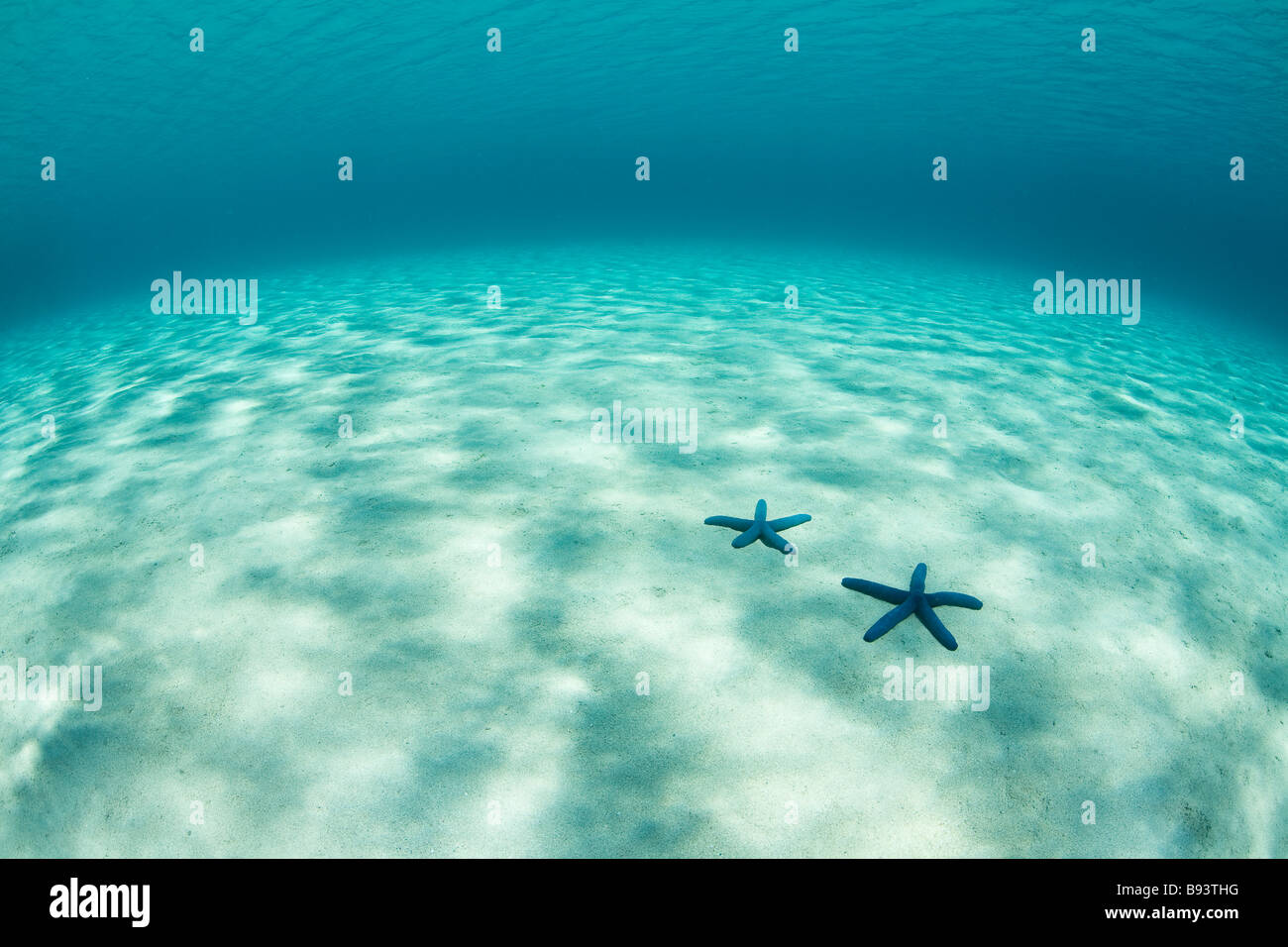 Blue Seastars in shallow Lagoon Linkia laevigata Komodo Indonesia Stock Photo