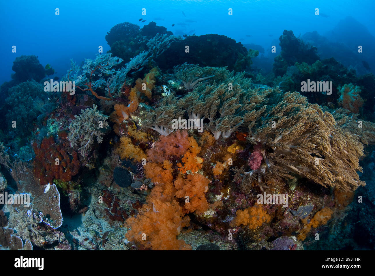 Coral Reef Komodo Indonesia Stock Photo