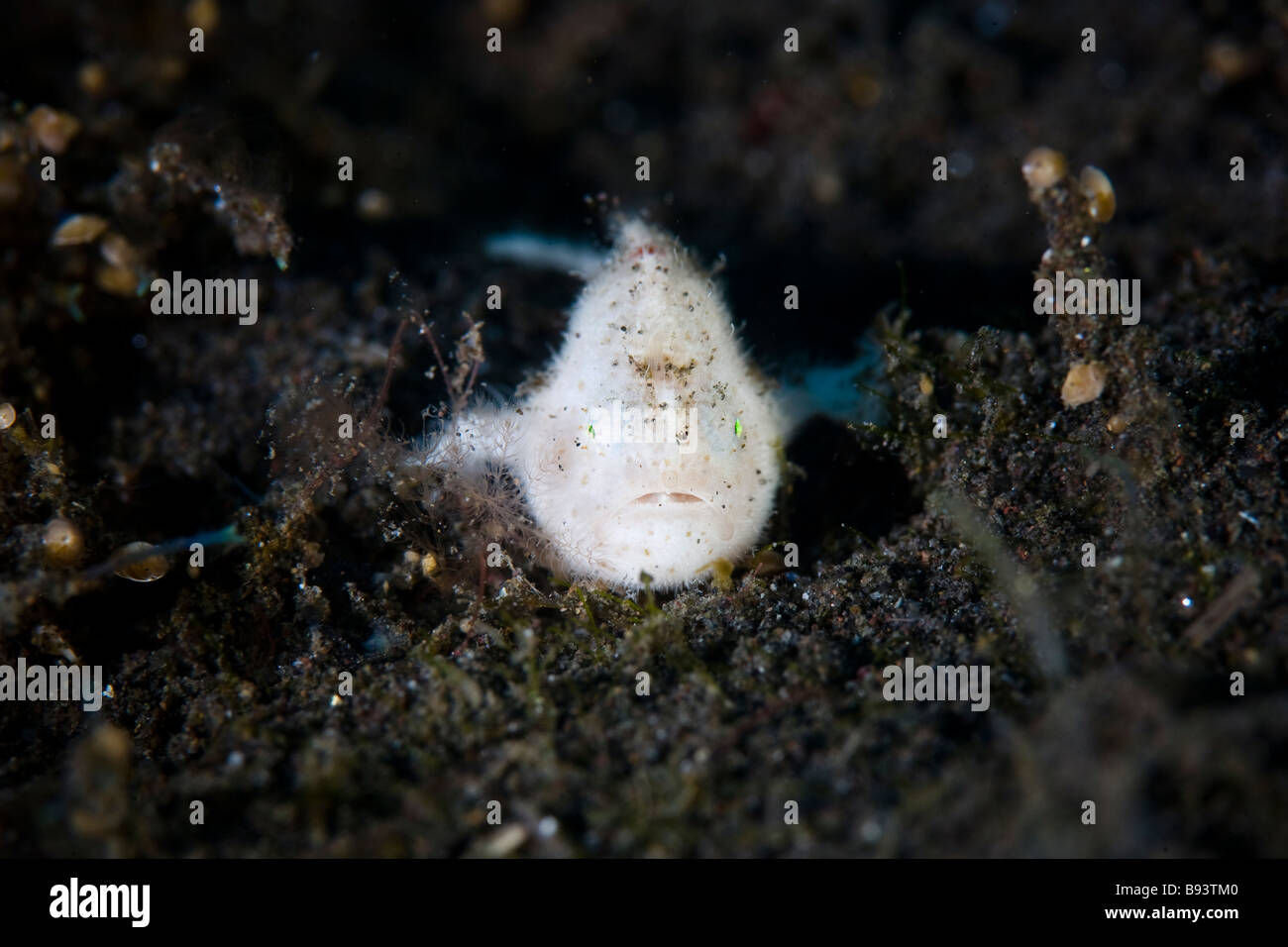 Juvenile white Spotfin Frogfish Antennarius nummifer Komodo Indonesia Stock Photo
