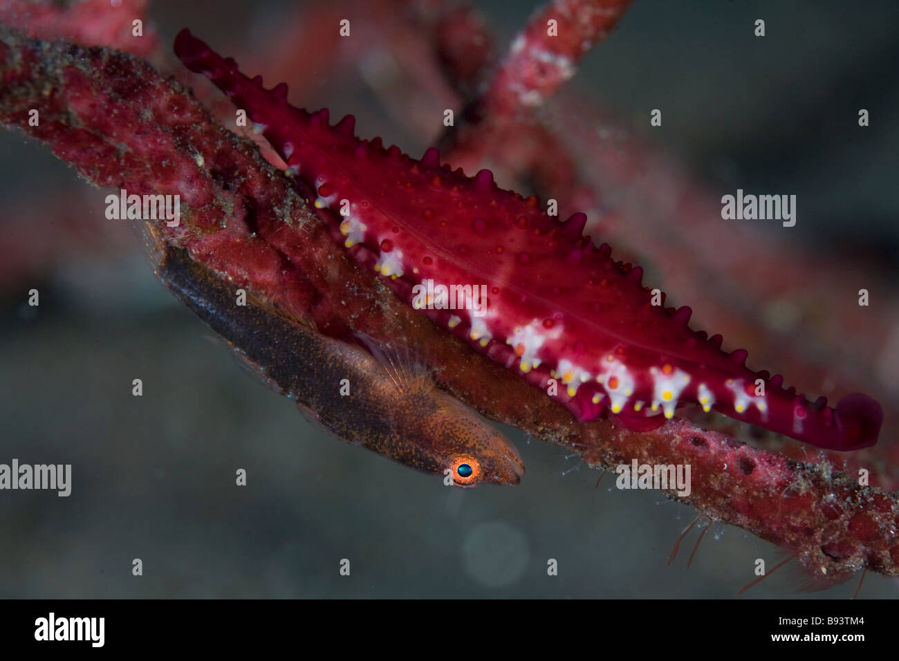 Ghostgoby and Allied Cowrie on Corals Pleurosicya sp Phenacovolva sp Komodo Indonesia Stock Photo