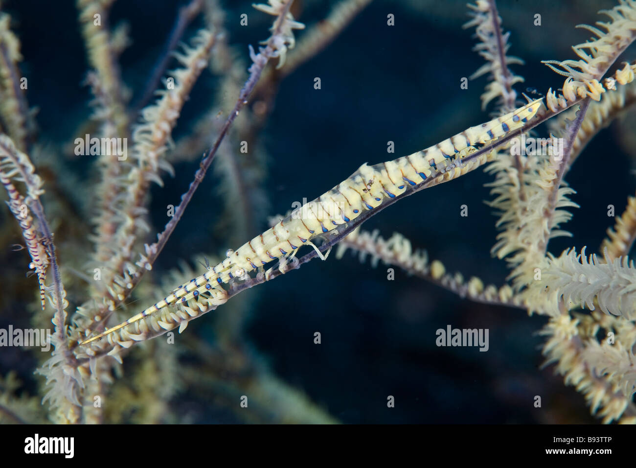 Tozeuma Shrimp camouflages on Black Coral Tozeuma armatum Komodo Indonesia Stock Photo