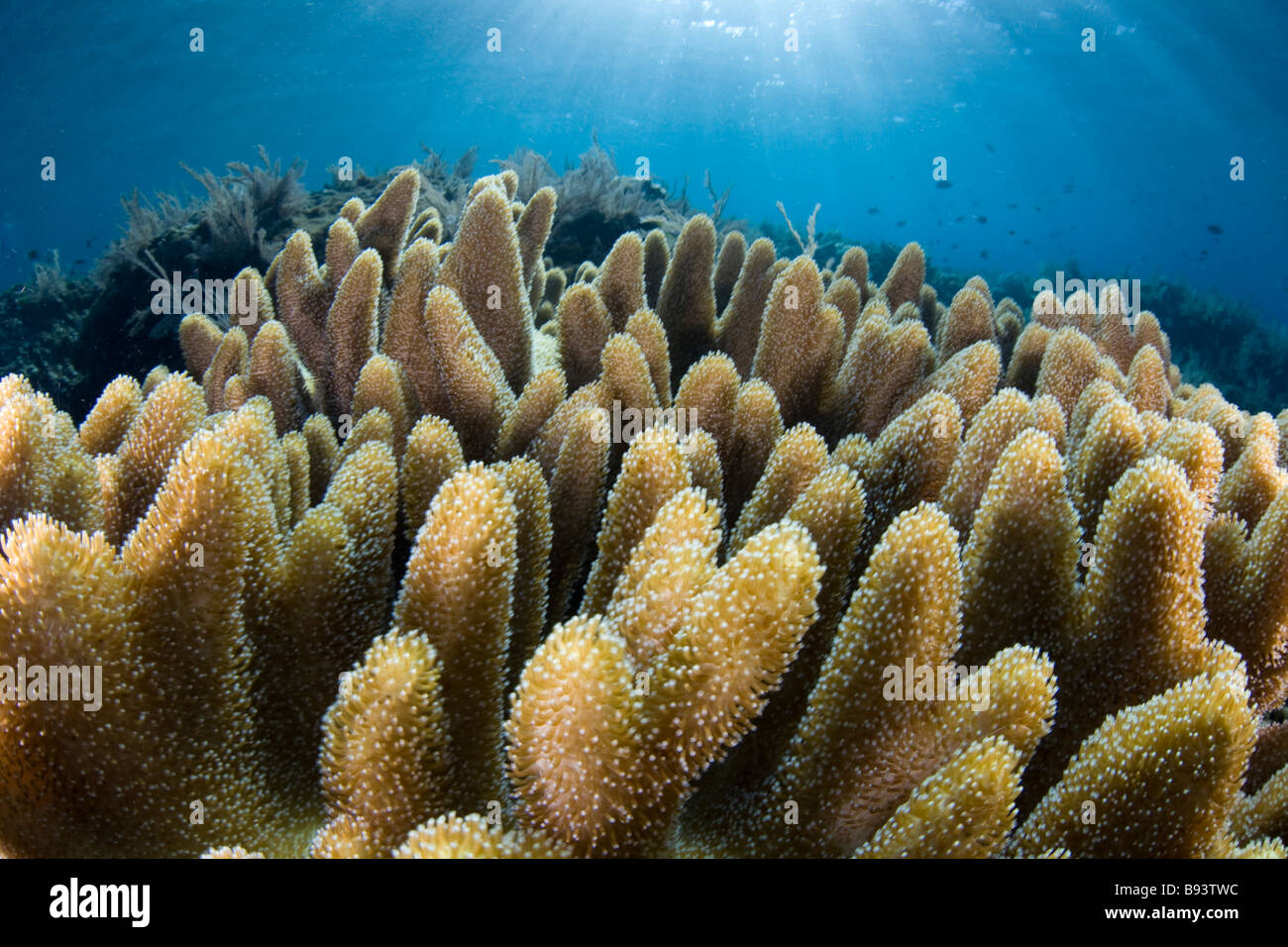 Soft Leather Corals Sarcophyton sp Komodo Indonesia Stock Photo