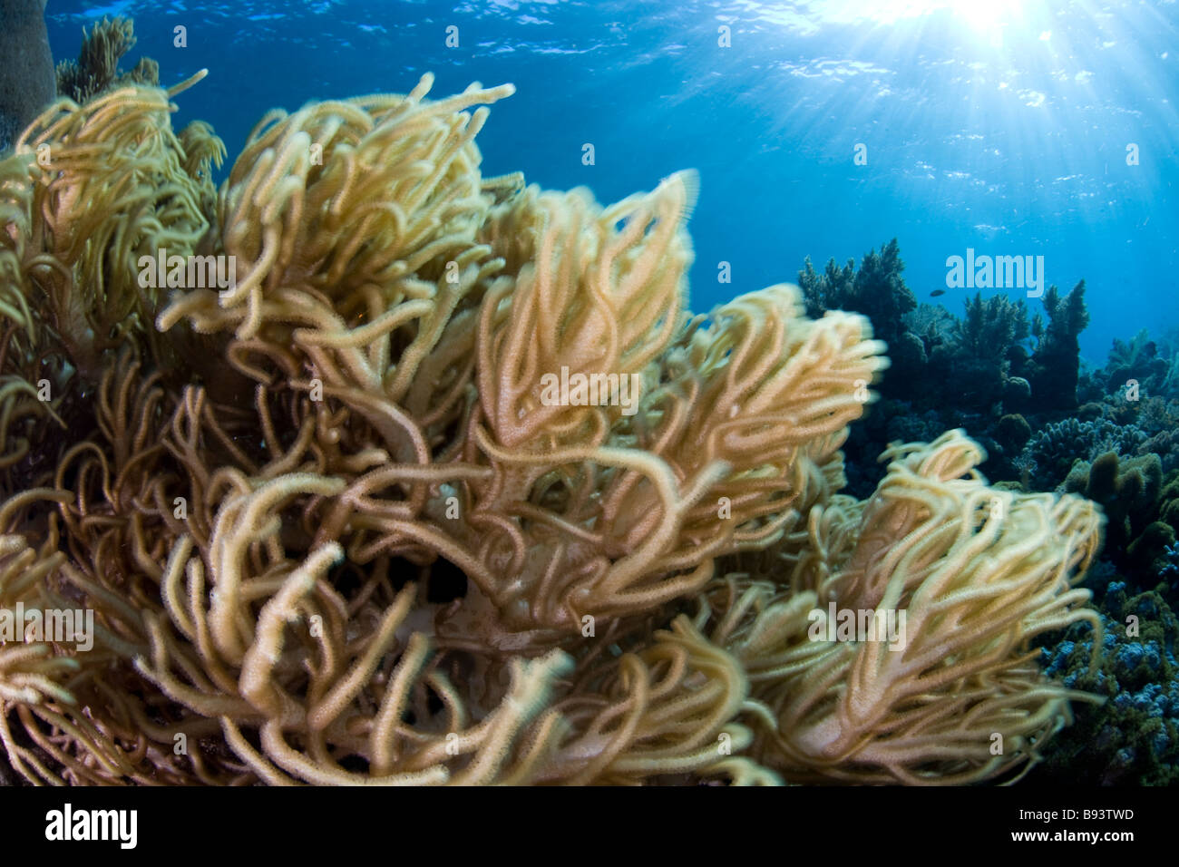 Soft Leather Corals Sinularia sp Komodo Indonesia Stock Photo