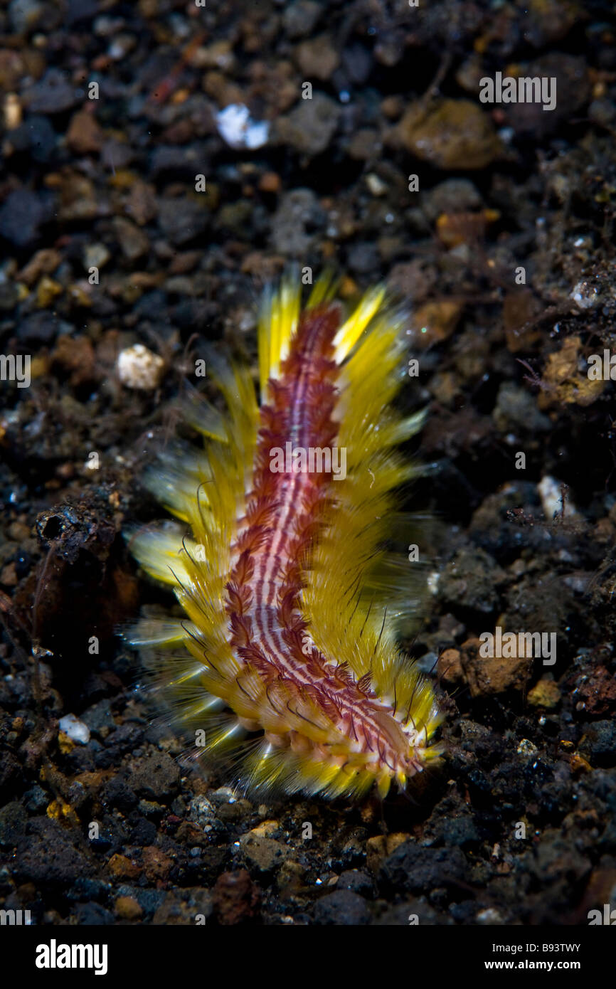 Bright Polychaete Worm Polychaeta Komodo Indonesia Stock Photo