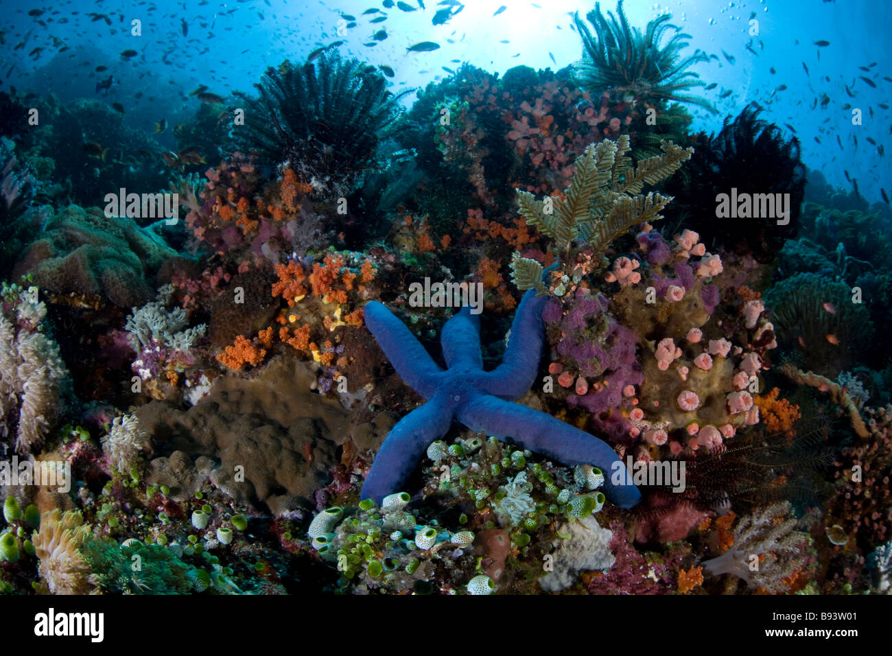 Blue Seastar at Coral Reef Linkia laevigata Komodo Indonesia Stock Photo