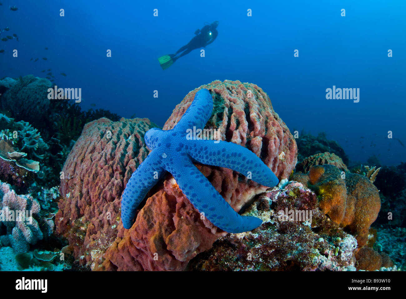 Blue Starfish on Barrel Sponge and Diver Linkia laevigata Xestospongia testudinaria Komodo Indonesia Stock Photo