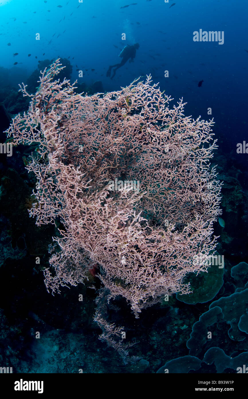 Lilac Gorgonian and Diver Muricella spec Komodo Indonesia Stock Photo