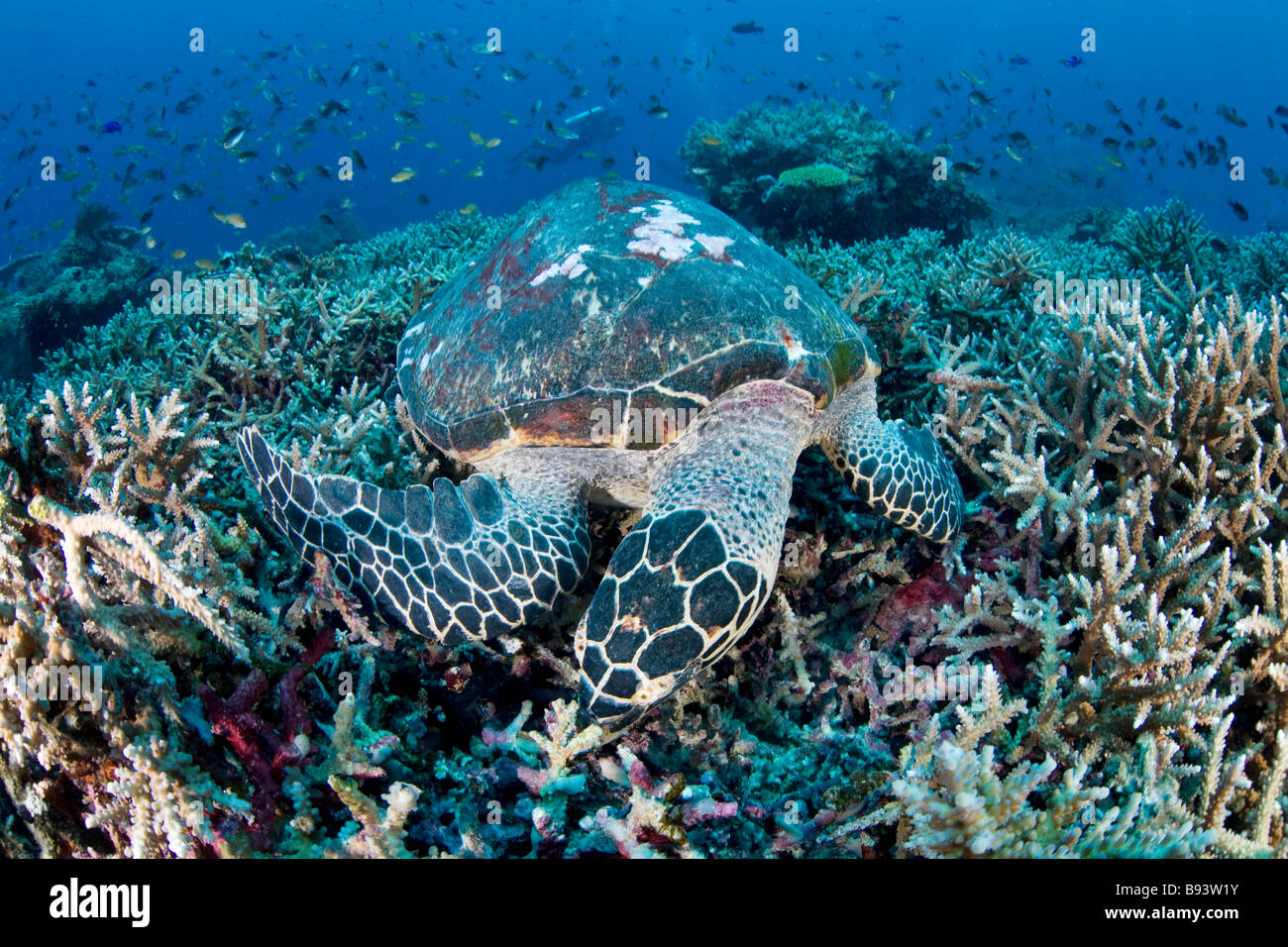 Hawksbill Furtle feeding Eretmochelys imbricata Komodo Indonesia Stock Photo