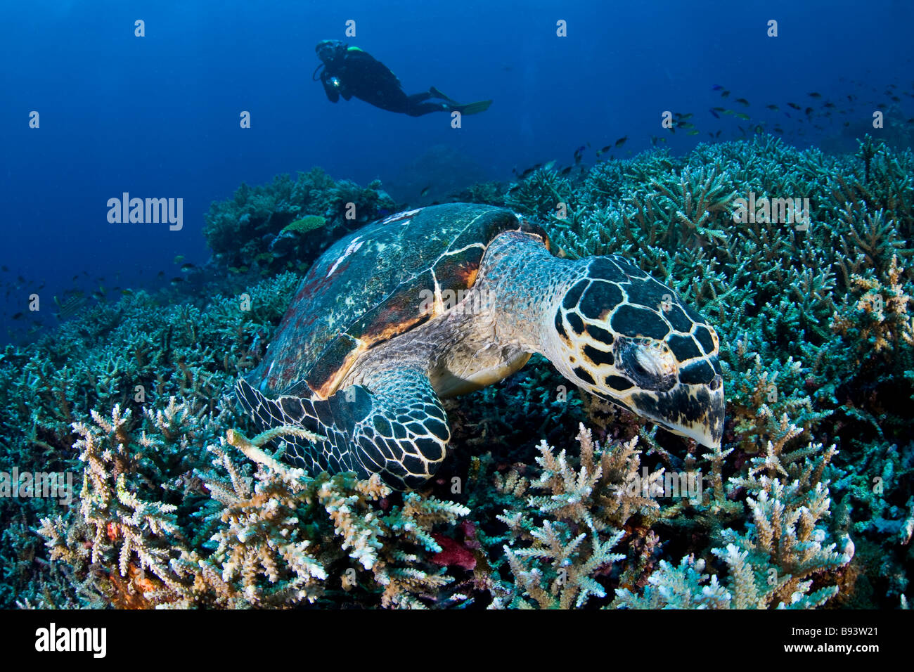 Hawksbill Furtle feeding and Diver Eretmochelys imbricata Komodo Indonesia Stock Photo