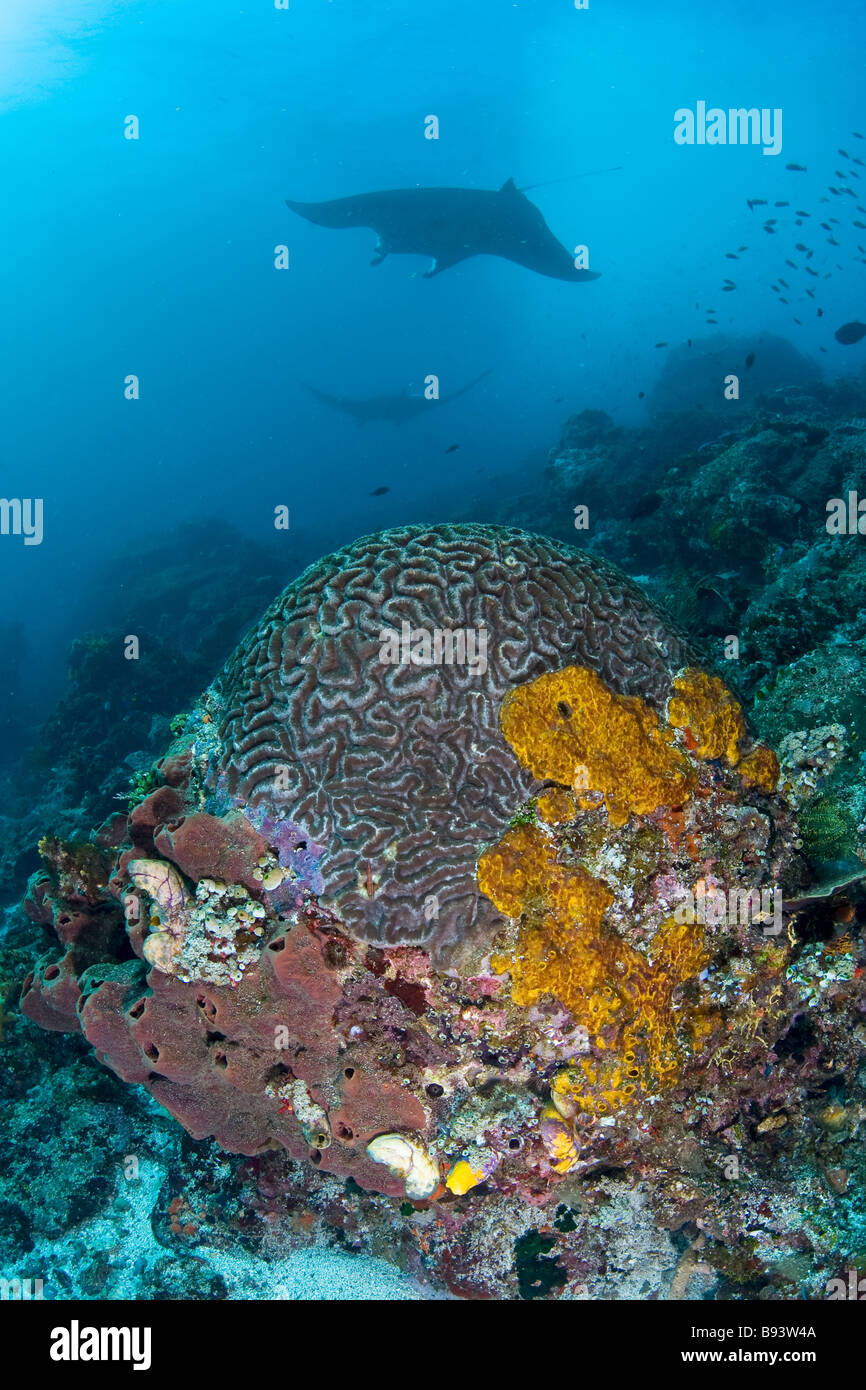 Manta Rays over Coral Reef Manta birostris Komodo Indonesia Stock Photo