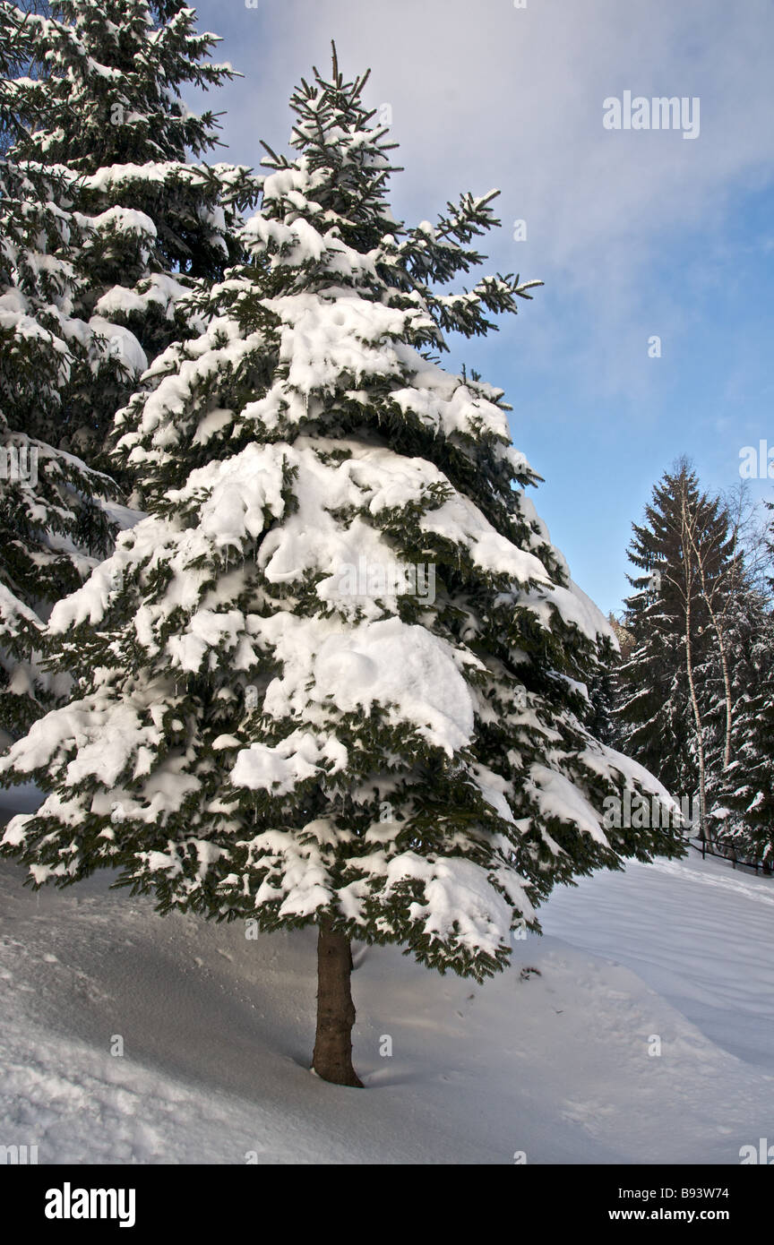 Pine tree covered with snow Stock Photo - Alamy