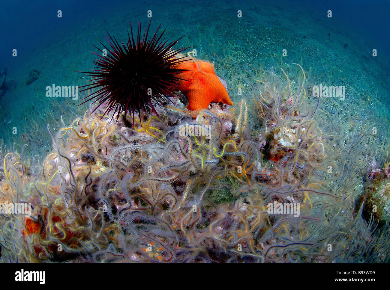 Brittle Stars Red Sea Urchin and Bat Starfish Anacapa Island Channel