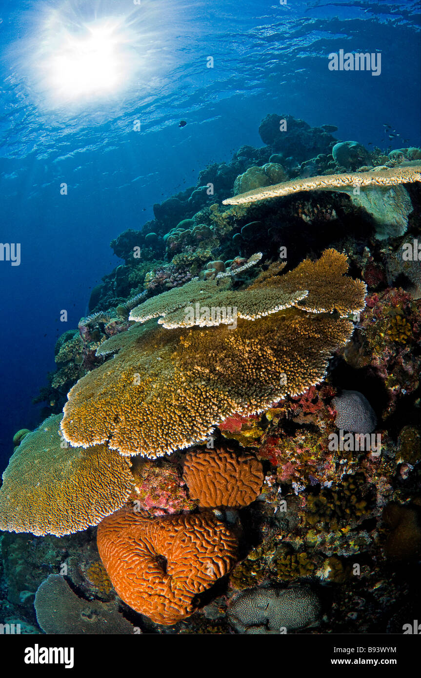 Coral Reef with Table Corals Marovo Lagoon Solomon Islands Stock Photo