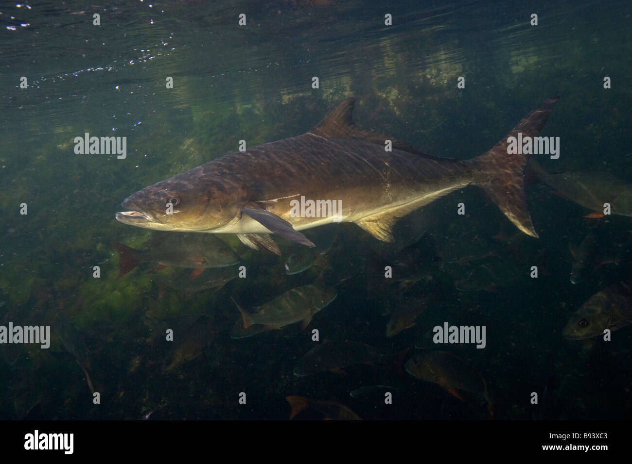 Cobia fish hi-res stock photography and images - Page 2 - Alamy