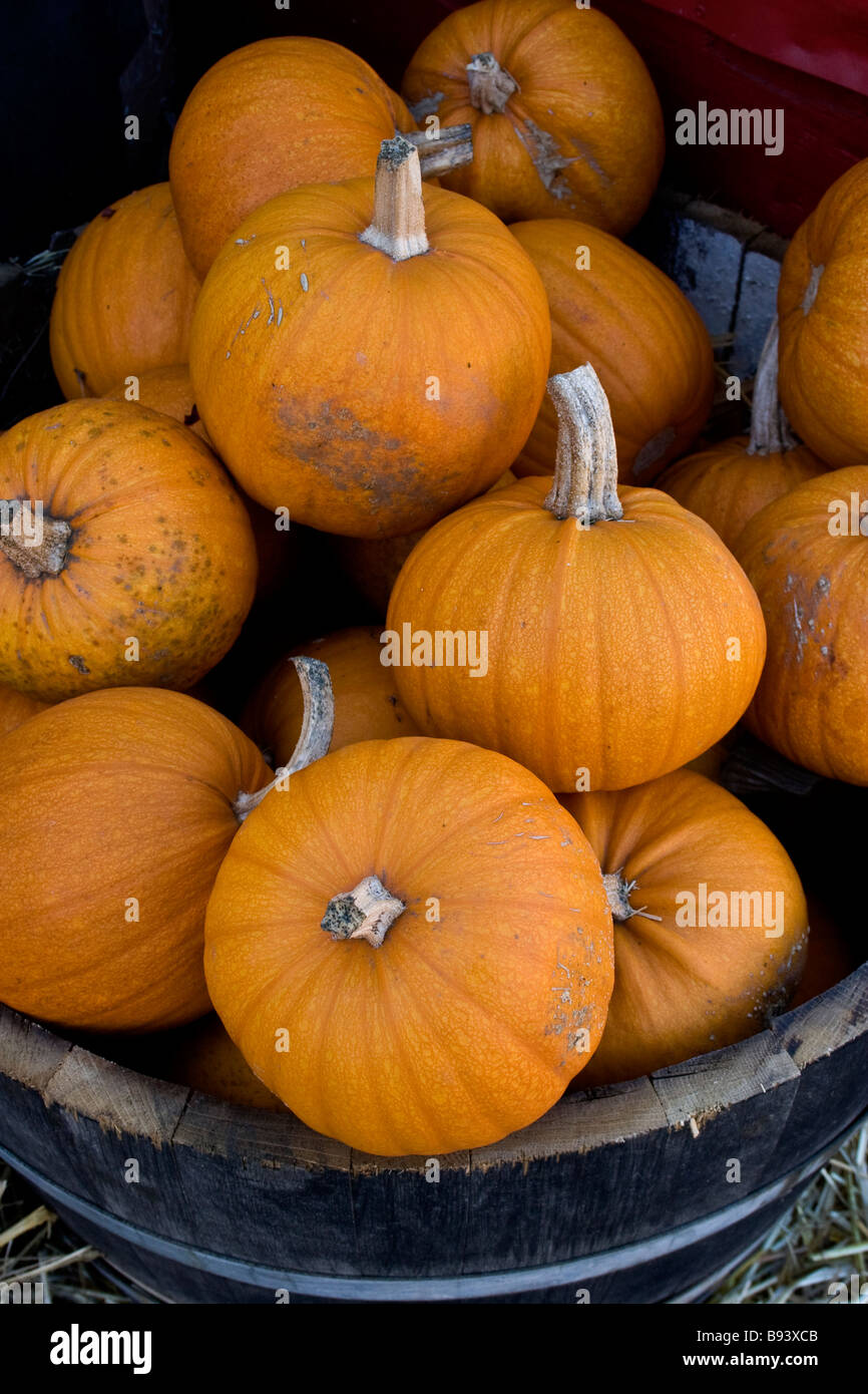 Metal tub full of pumpkins Stock Photo